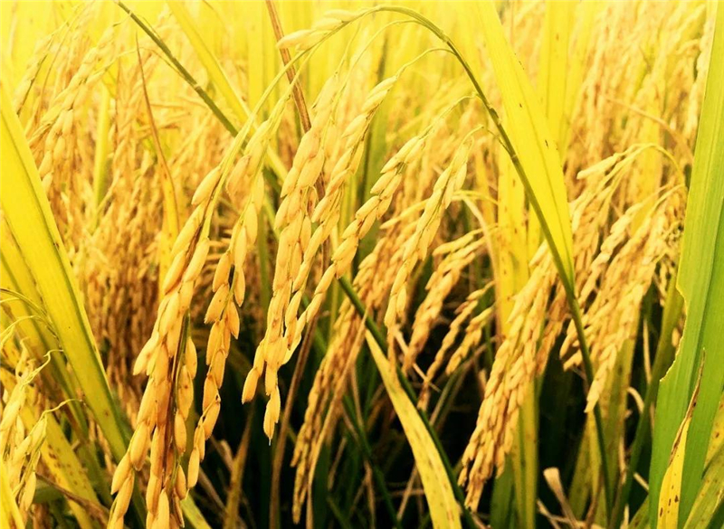 张灵慧《春忙》△周轩羽《拾穗》二等奖△彭娟《悯农》一等奖二,中学